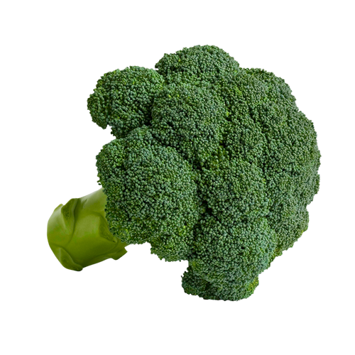 Plántula de Brócoli